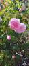 Lady Salisbury rose photo