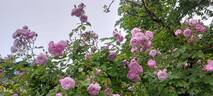 Laure Davoust rose photo