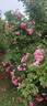 Les Quatre Saisons ® rose photo