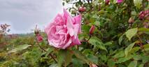 Le Vésuve rose photo