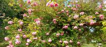 Lijang Rose rose photo
