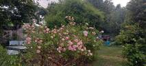 Mademoiselle Franziska Krüger rose photo