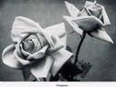 Gorgeous rose photo