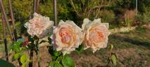Madame Jules Gravereaux rose photo