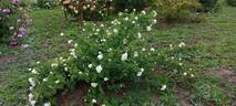 Madame Plantier rose photo
