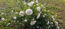 Madame Plantier rose photo