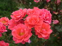 Gruss an Lörrach rose photo