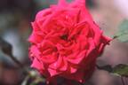 Kronprinzessin Victoria von Schweden rose photo