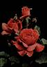 General MacArthur rose photo
