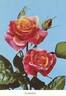 Autumn rose photo