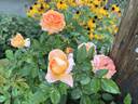 Tangerine Skies ™ rose photo