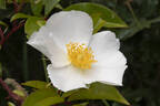 Cooper's Burmese rose photo