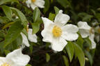 Cooper's Burmese rose photo