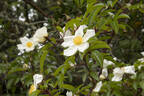 Cooper's Burmese rose photo