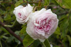 Chloris rose photo