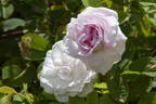 Chloris rose photo