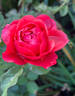 Foxy Lady rose photo