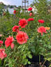 Foxy Lady rose photo
