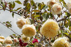 Climbing Devoniensis rose photo