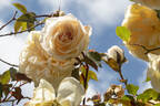 Climbing Devoniensis rose photo