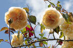 Climbing Devoniensis rose photo