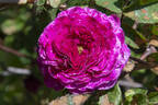 Cramoisi Picoté rose photo