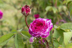 Cramoisi Picoté rose photo
