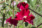 Crimson Conquest rose photo