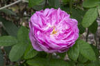Cumberland Belle rose photo