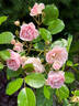 Mrs. R.M. Finch rose photo