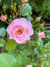 Mrs. R.M. Finch rose photo