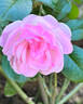 Mrs. R.M. Finch rose photo