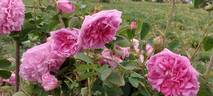 Marie Louise rose photo