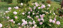 Martin Frobisher rose photo