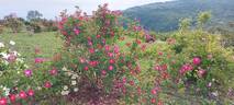 Meg Merrilies rose photo