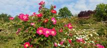 Meg Merrilies rose photo