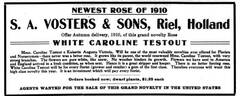White Caroline Testout rose photo