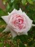 Lambert Closse rose photo