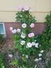 Lambert Closse rose photo