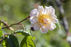 Clytemnestra rose photo