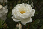 Double White rose photo