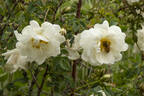 Double White rose photo