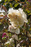 Devoniensis rose photo