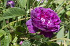 Daphné rose photo