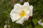 Euterpe rose photo