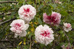 Edmond Proust rose photo