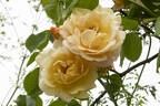 Easlea's Golden Rambler rose photo