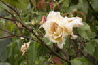 Étoile de Lyon rose photo