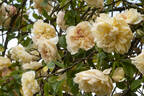 Étoile de Lyon rose photo
