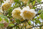Étoile de Lyon rose photo